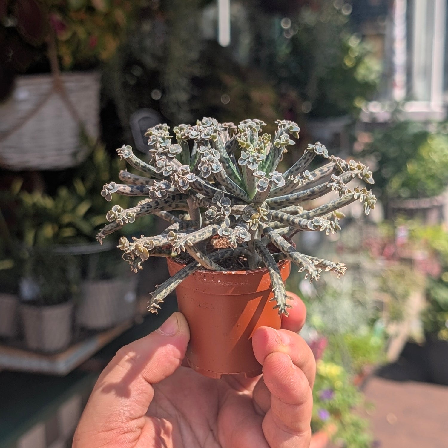 Kalanchoe Tubiflora (Mother of Millions)