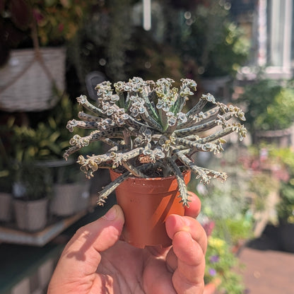 Kalanchoe Tubiflora (Mother of Millions)