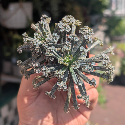 Kalanchoe Tubiflora (Mother of Millions)