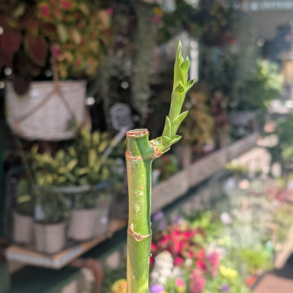 Lucky Bamboo – Straight Stem