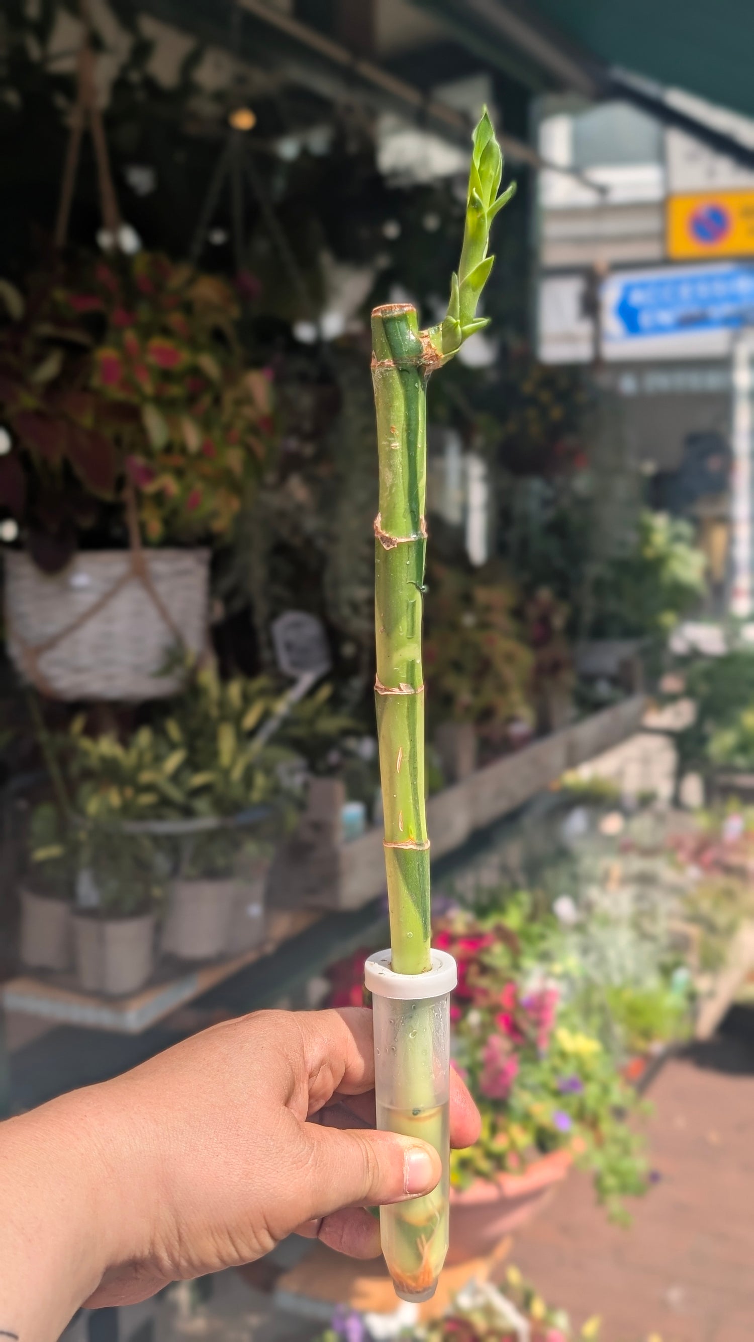 Lucky Bamboo – Straight Stem