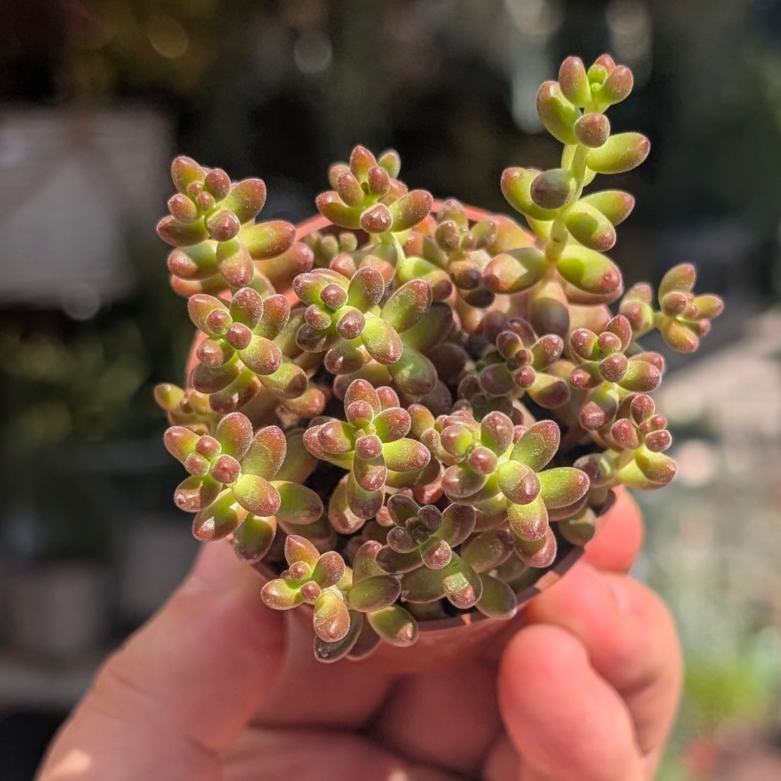 Sedum rubrotinctum (Red Jelly Beans)