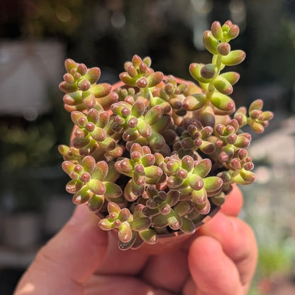 Sedum rubrotinctum (Red Jelly Beans)