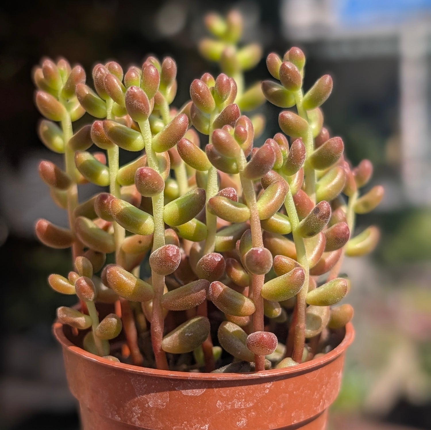 Sedum rubrotinctum (Red Jelly Beans)