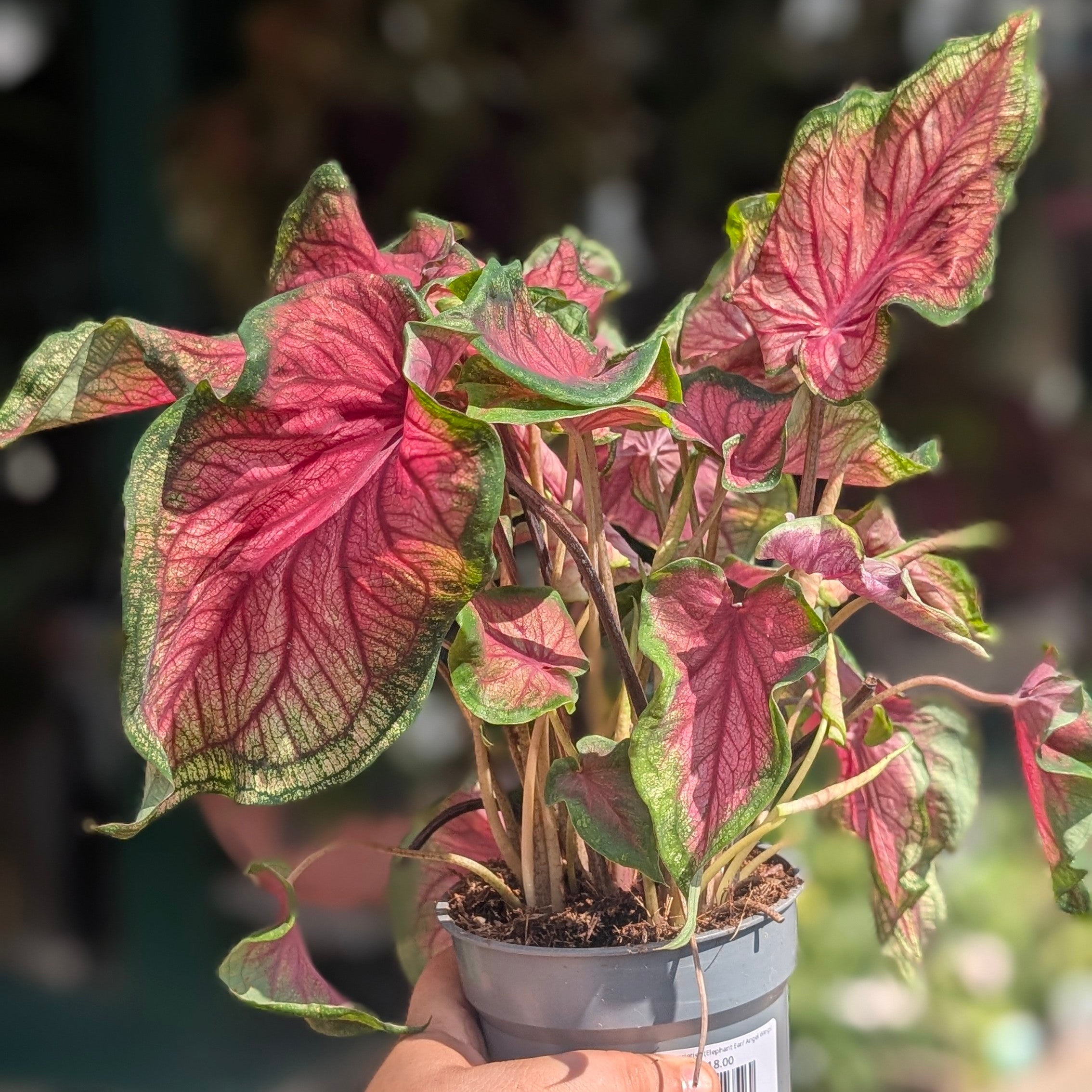 Caladium varieties (Elephant Ear/ Angel Wings)