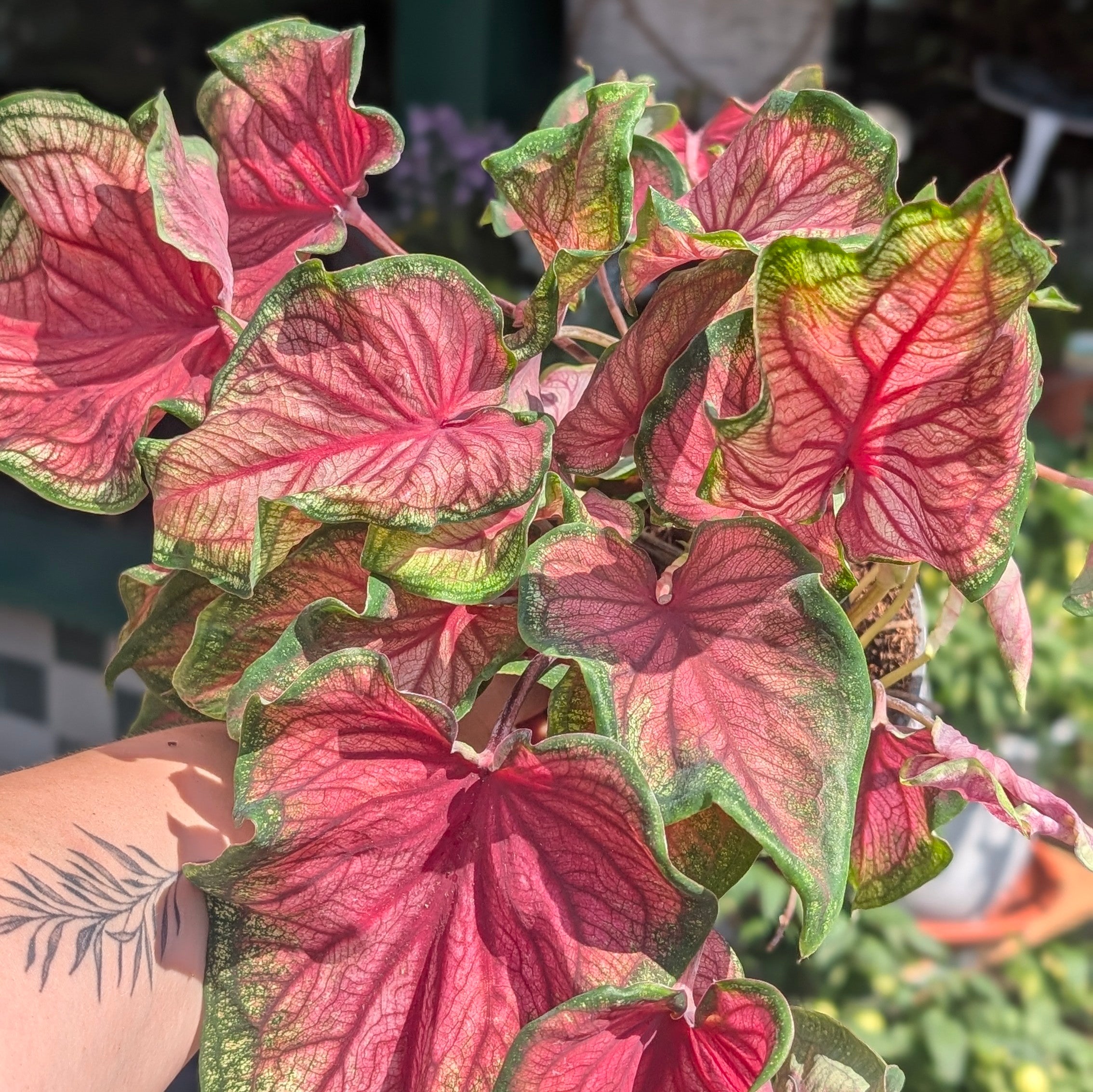 Caladium varieties (Elephant Ear/ Angel Wings)
