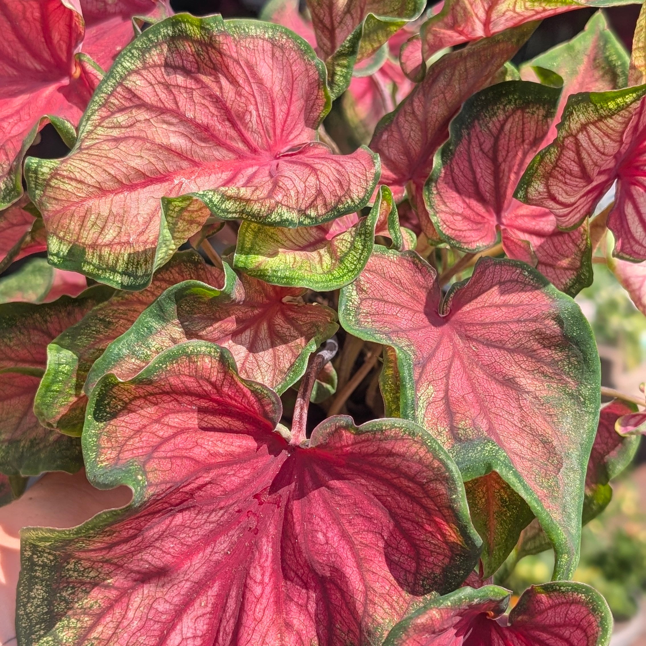 Caladium varieties (Elephant Ear/ Angel Wings)