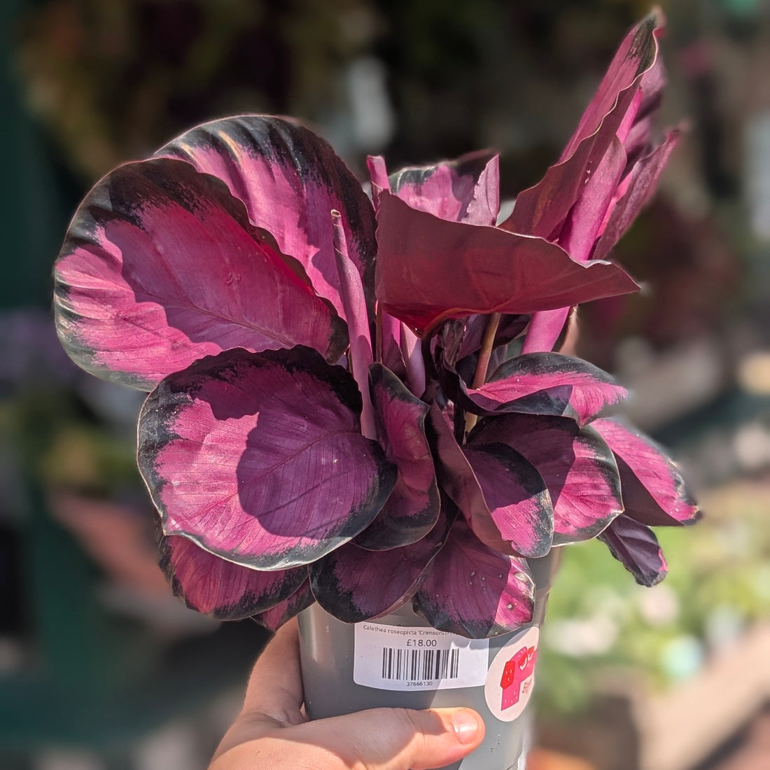 Calathea roseopicta &