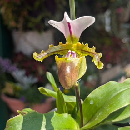 Paphiopedilum Spicerianum (Spicer&