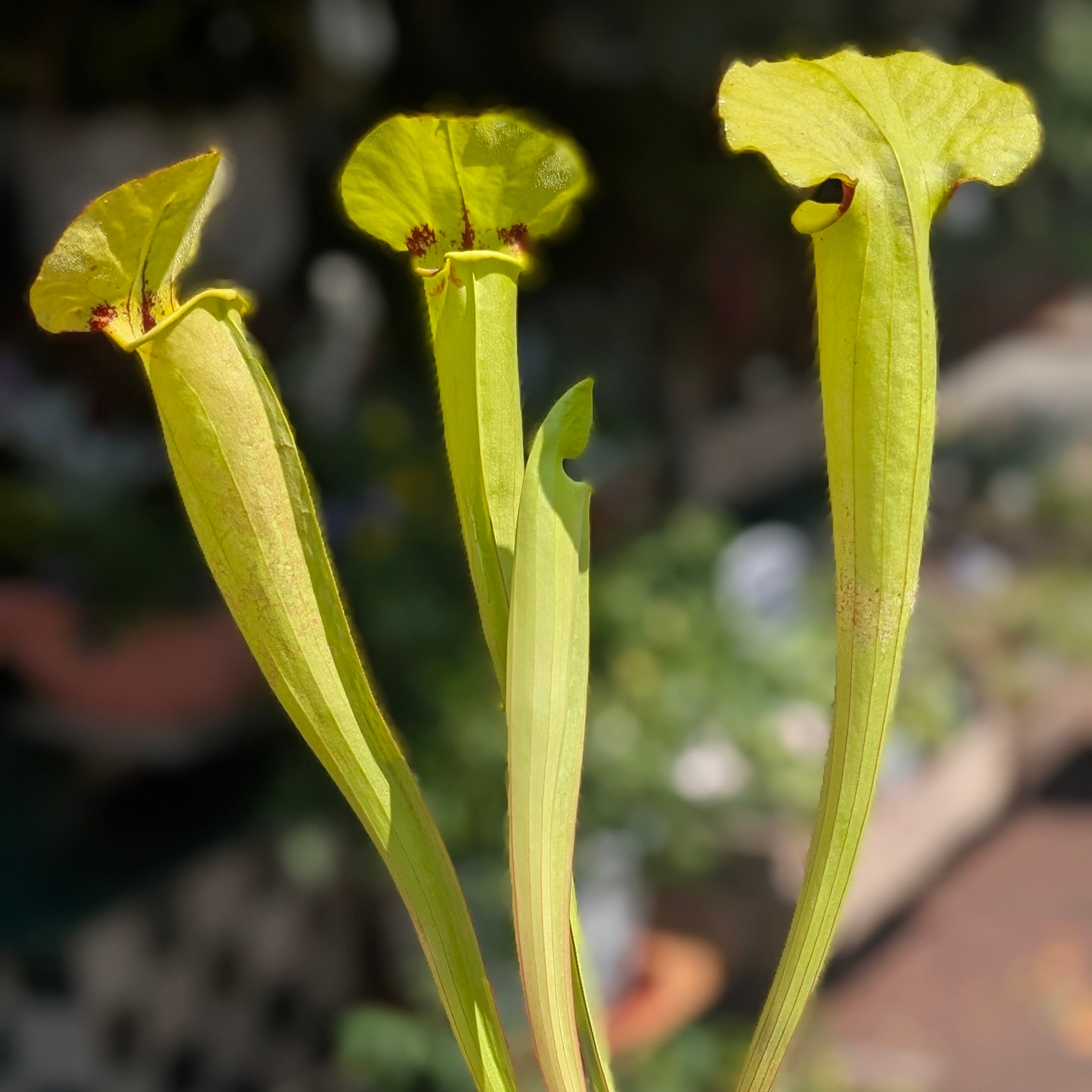Sarracenia (Trumpet Pitcher plant)