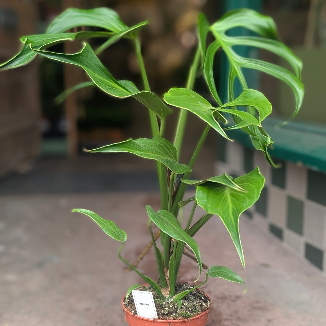 Monstera &
