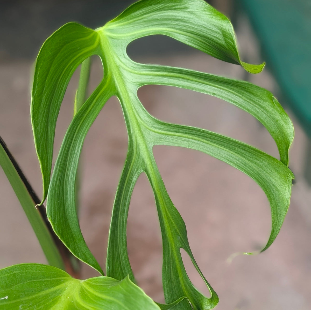 Monstera &