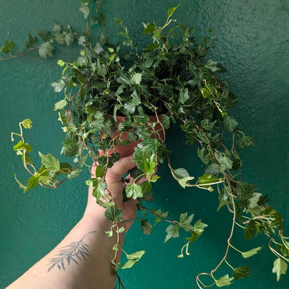 Hedera helix (English Ivy)