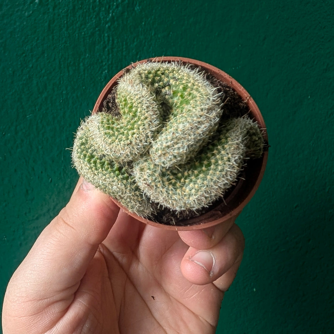 Mammillaria spinosissima f. cristata (Crested Brain Cactus)
