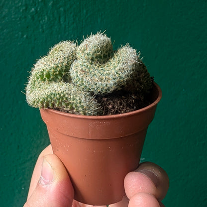 Mammillaria spinosissima f. cristata (Crested Brain Cactus)