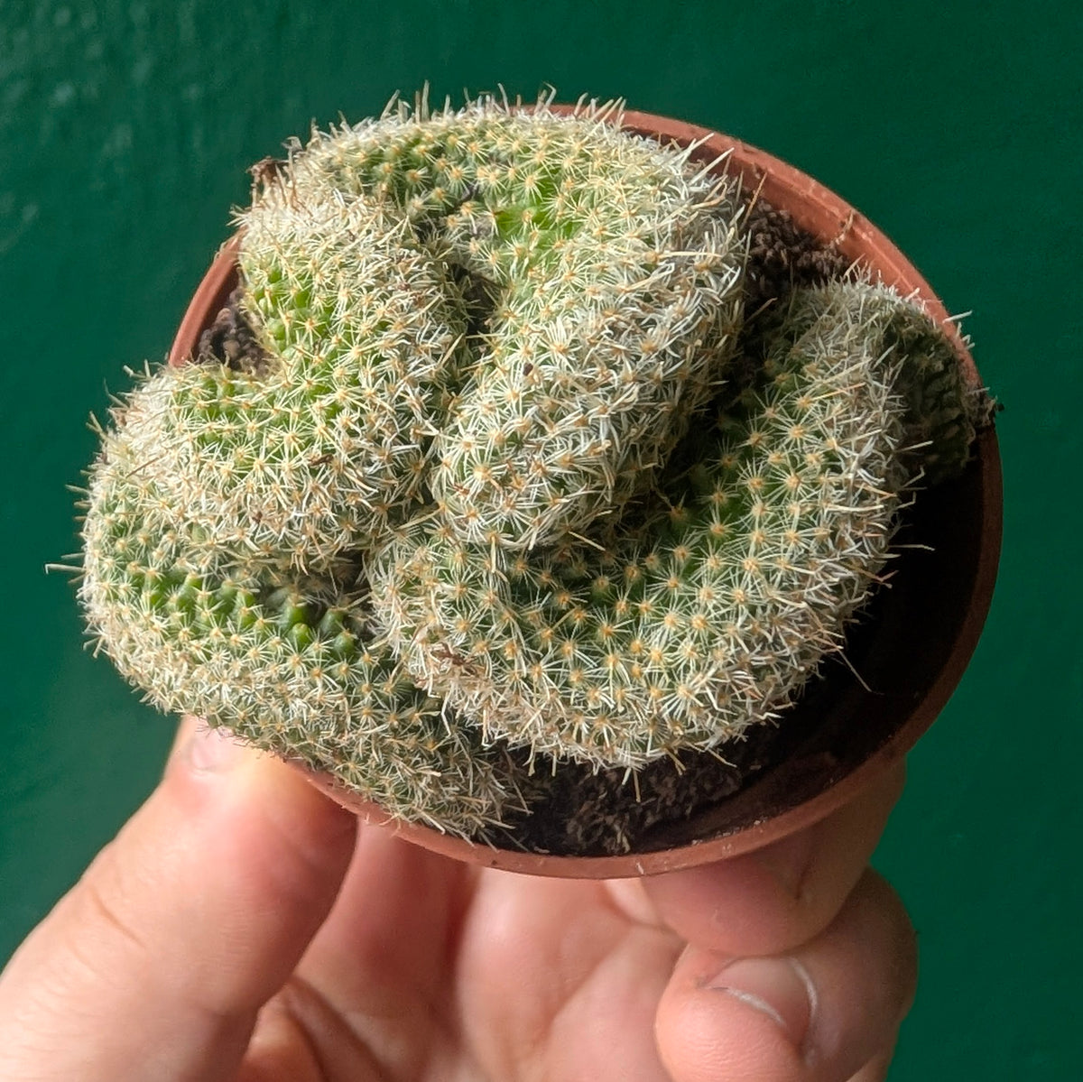 Mammillaria spinosissima f. cristata (Crested Brain Cactus)