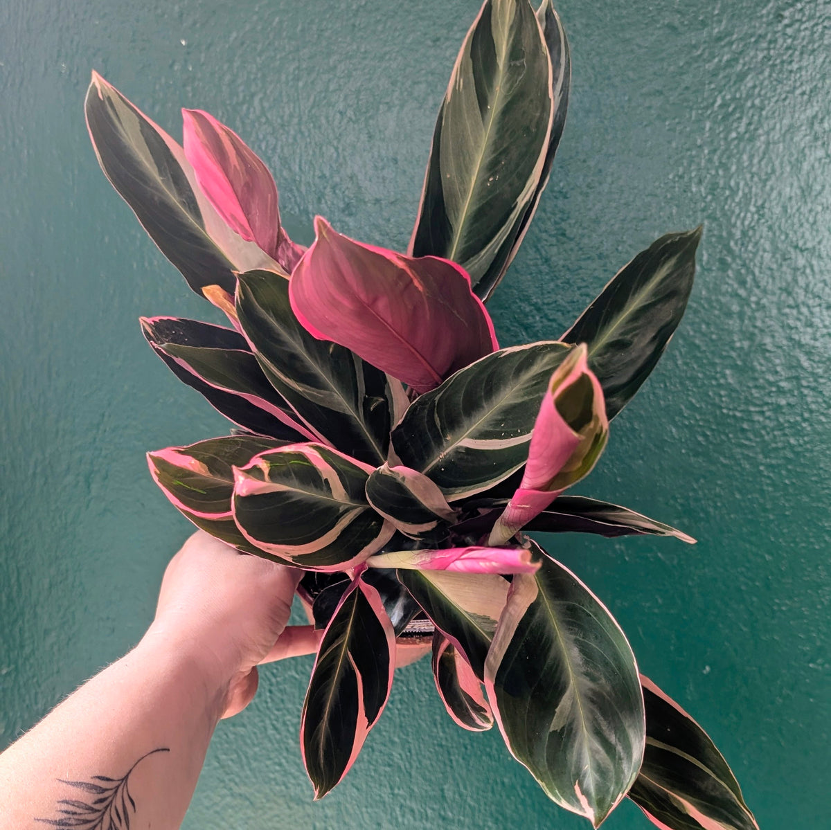 Stromanthe sanguinea &