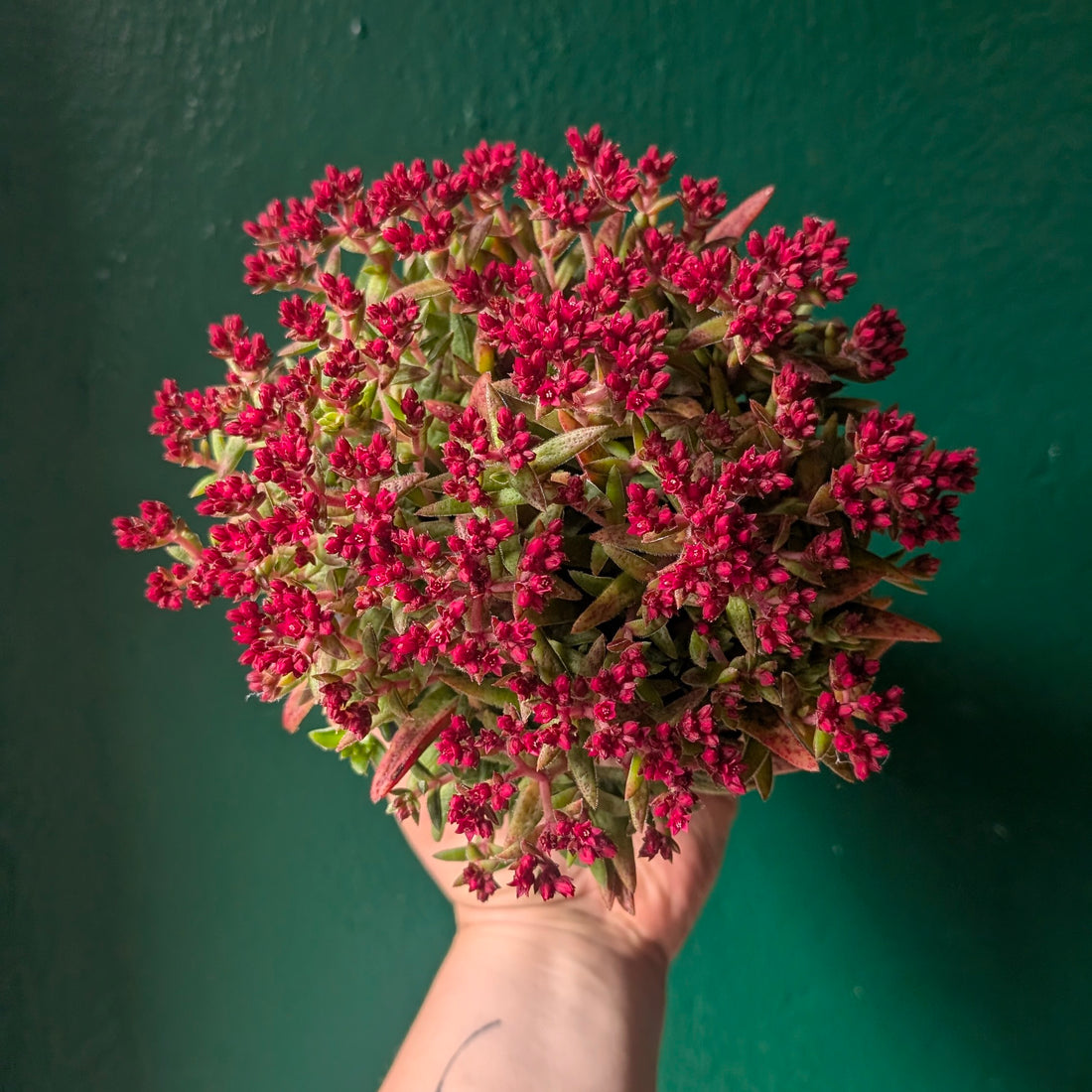Crassula schmidtii (Fairy Tongue)