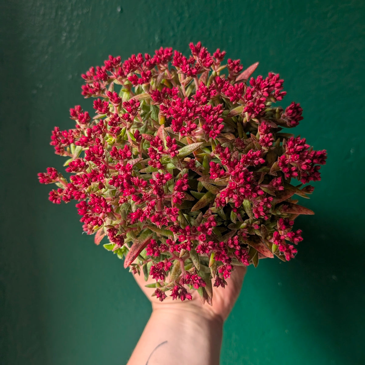 Crassula schmidtii (Fairy Tongue)
