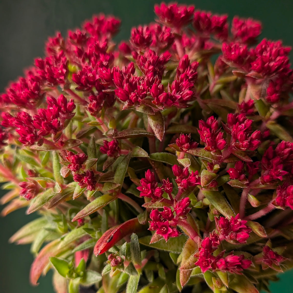 Crassula schmidtii (Fairy Tongue)