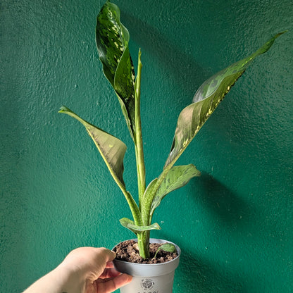 Dieffenbachia &