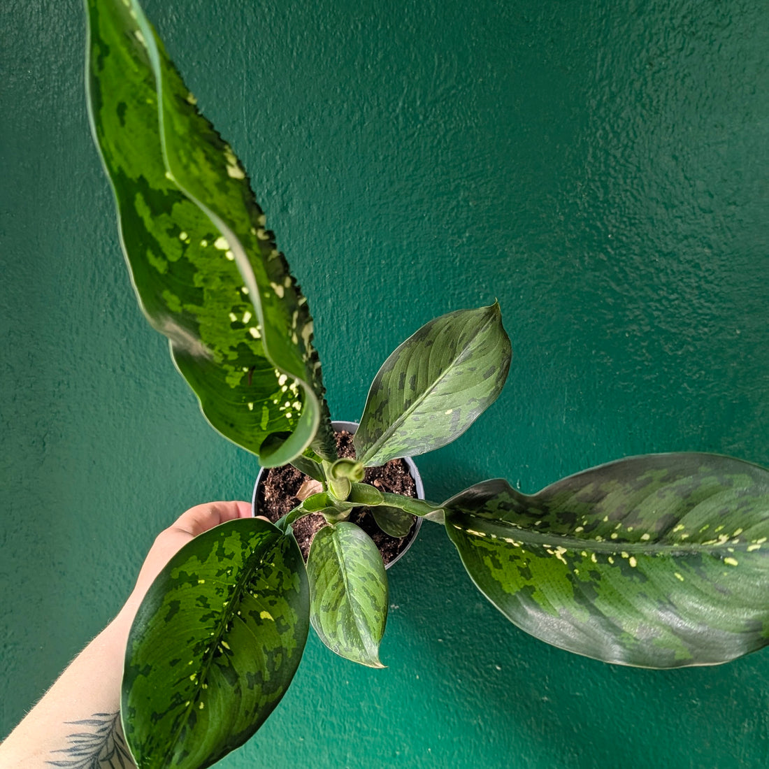 Dieffenbachia &