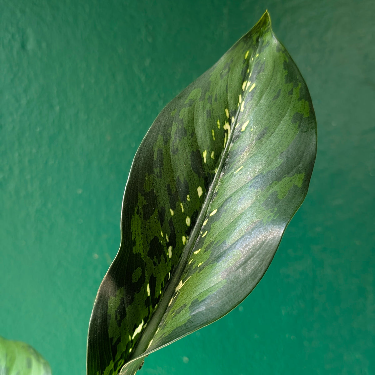 Dieffenbachia &
