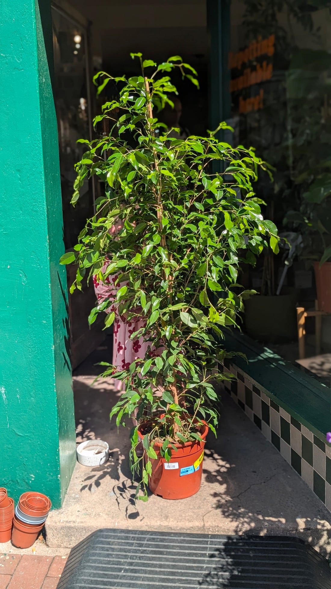 Ficus benjamina &