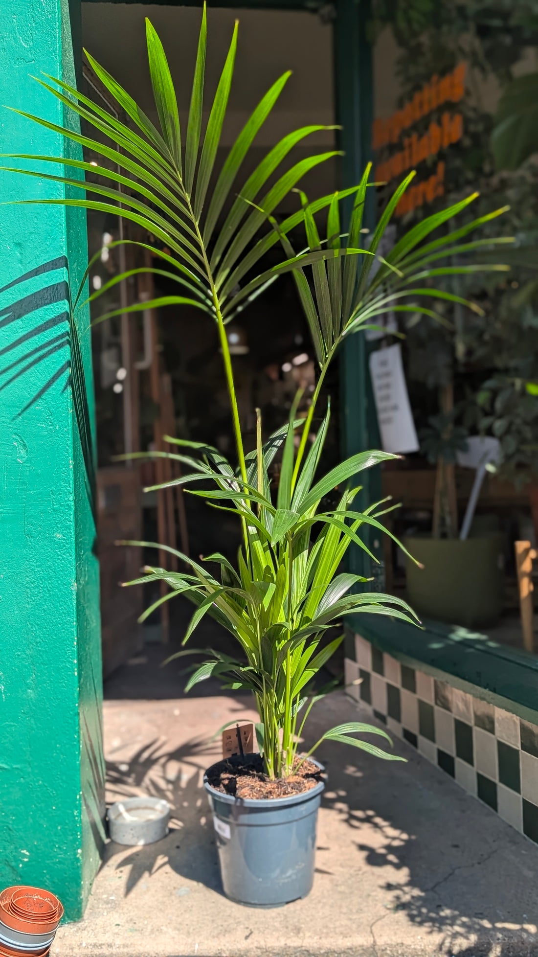 Howea Forsteriana (Kentia Palm)