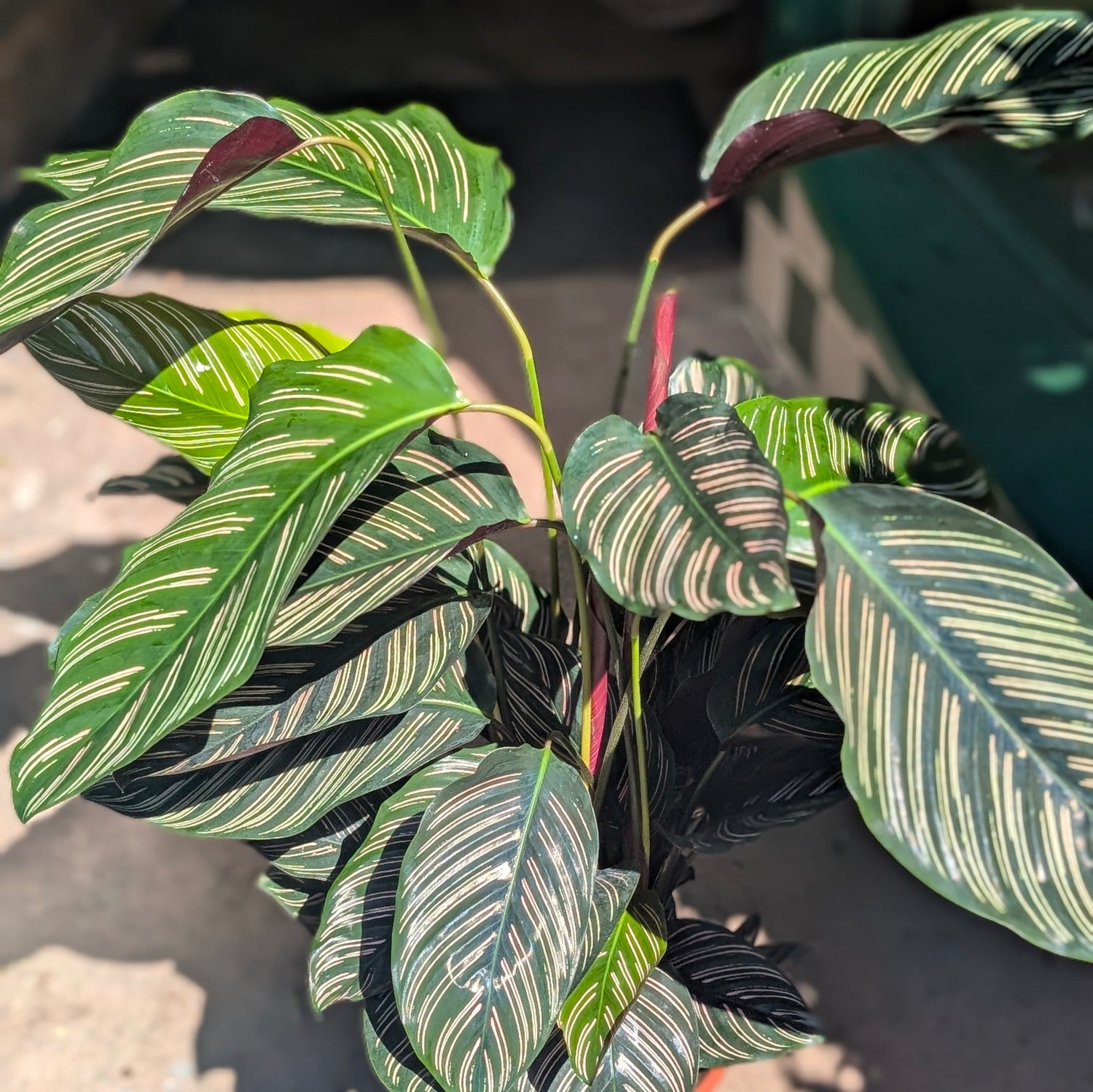 Calathea ornata &