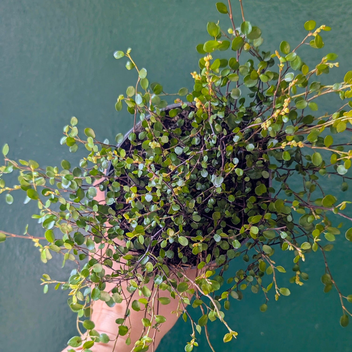 Muehlenbeckia australis (Pōhuehue)