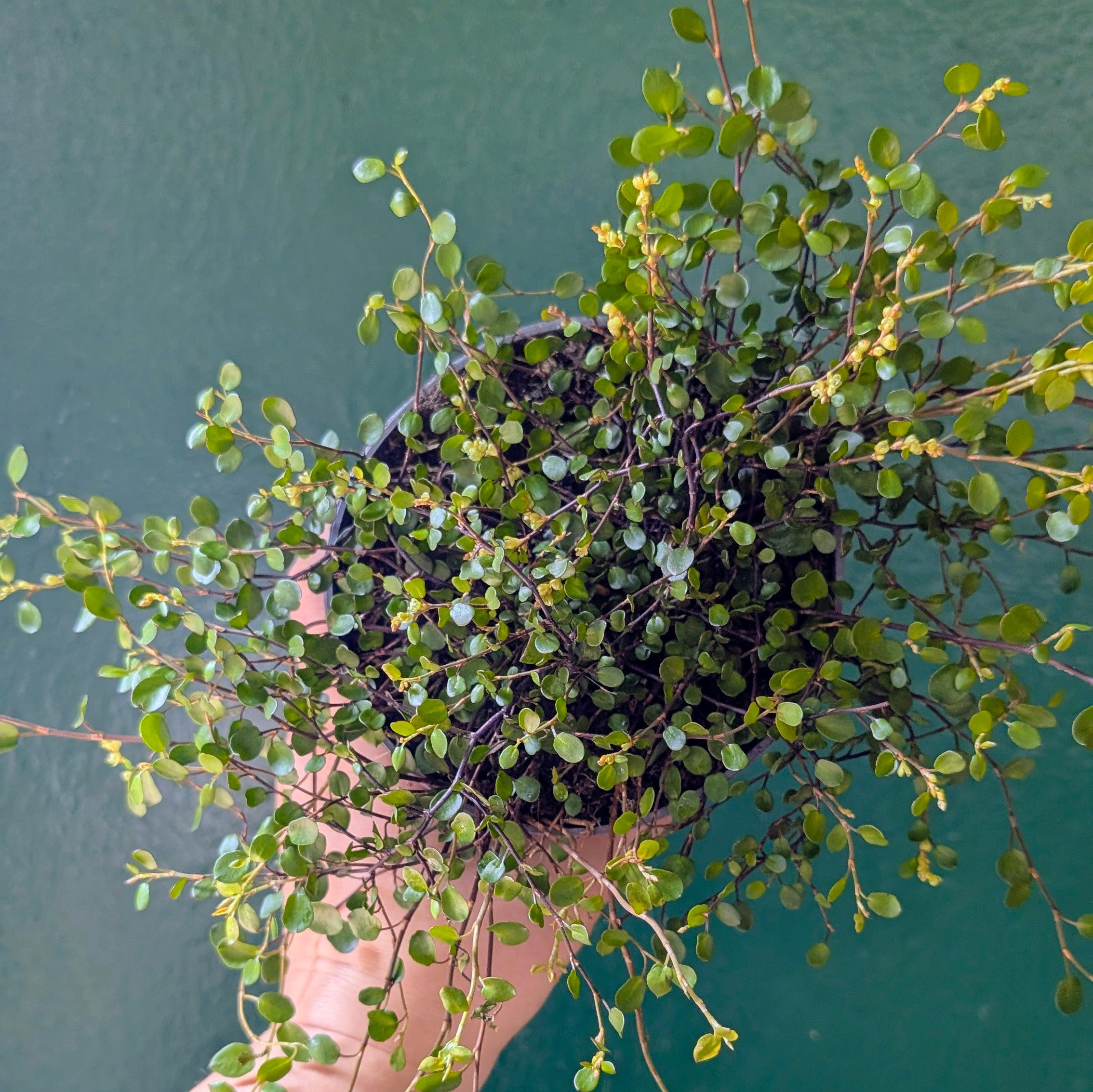 Muehlenbeckia australis (Pōhuehue)