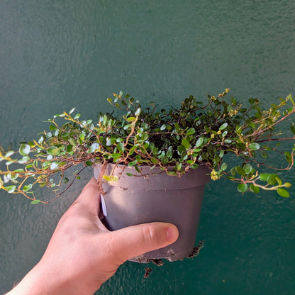 Muehlenbeckia australis (Pōhuehue)