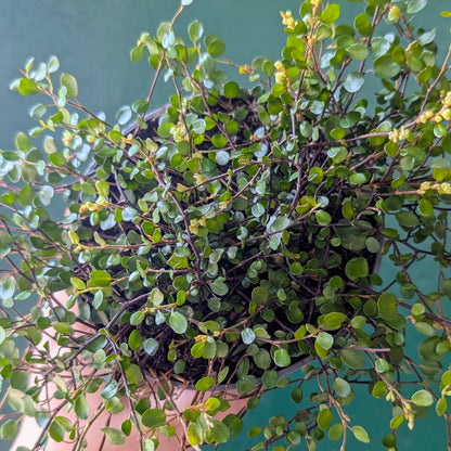 Muehlenbeckia australis (Pōhuehue)