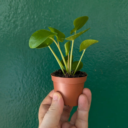 Pilea peperomioides (Chinese Money Plant)