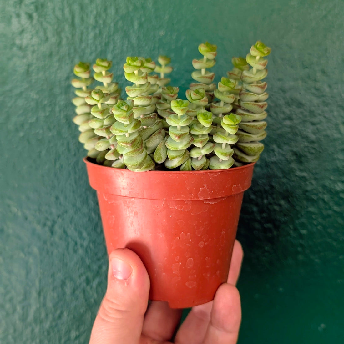 Crassula marnieriana (Jade Necklace)