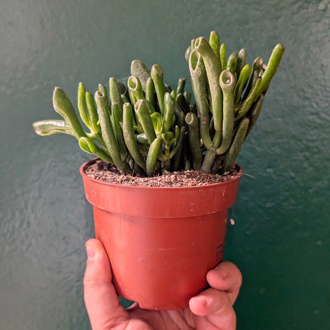 Crassula ovata &