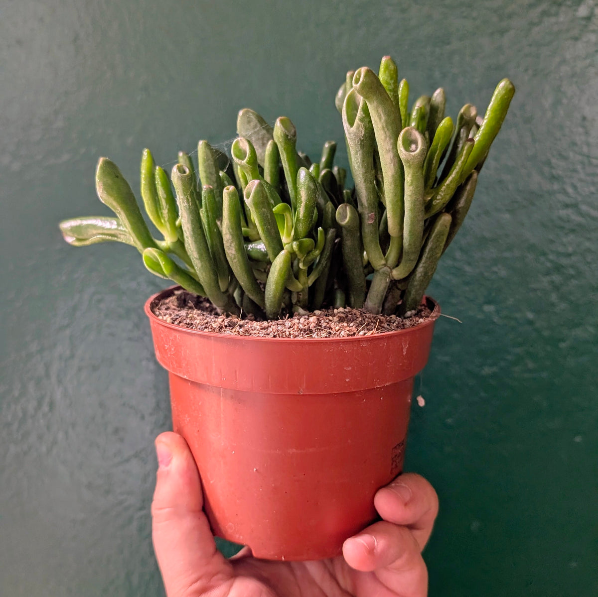 Crassula ovata &