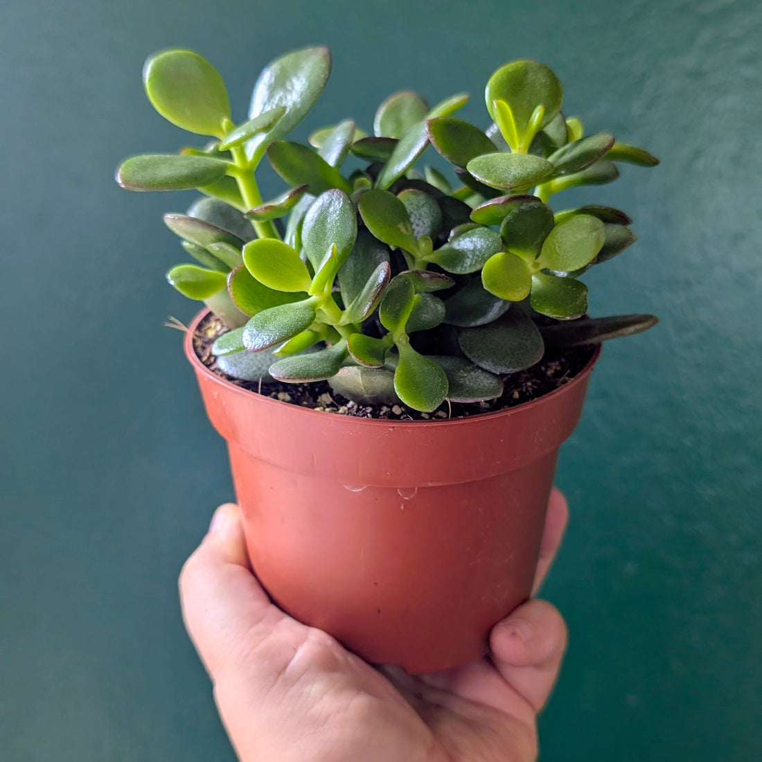 Crassula ovata &