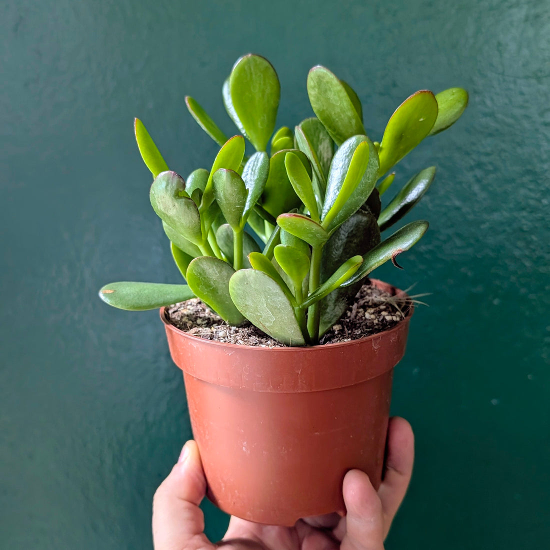 Crassula ovata (Jade plant)