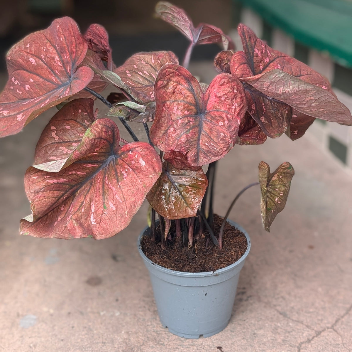 Caladium varieties (Elephant Ear/ Angel Wings)
