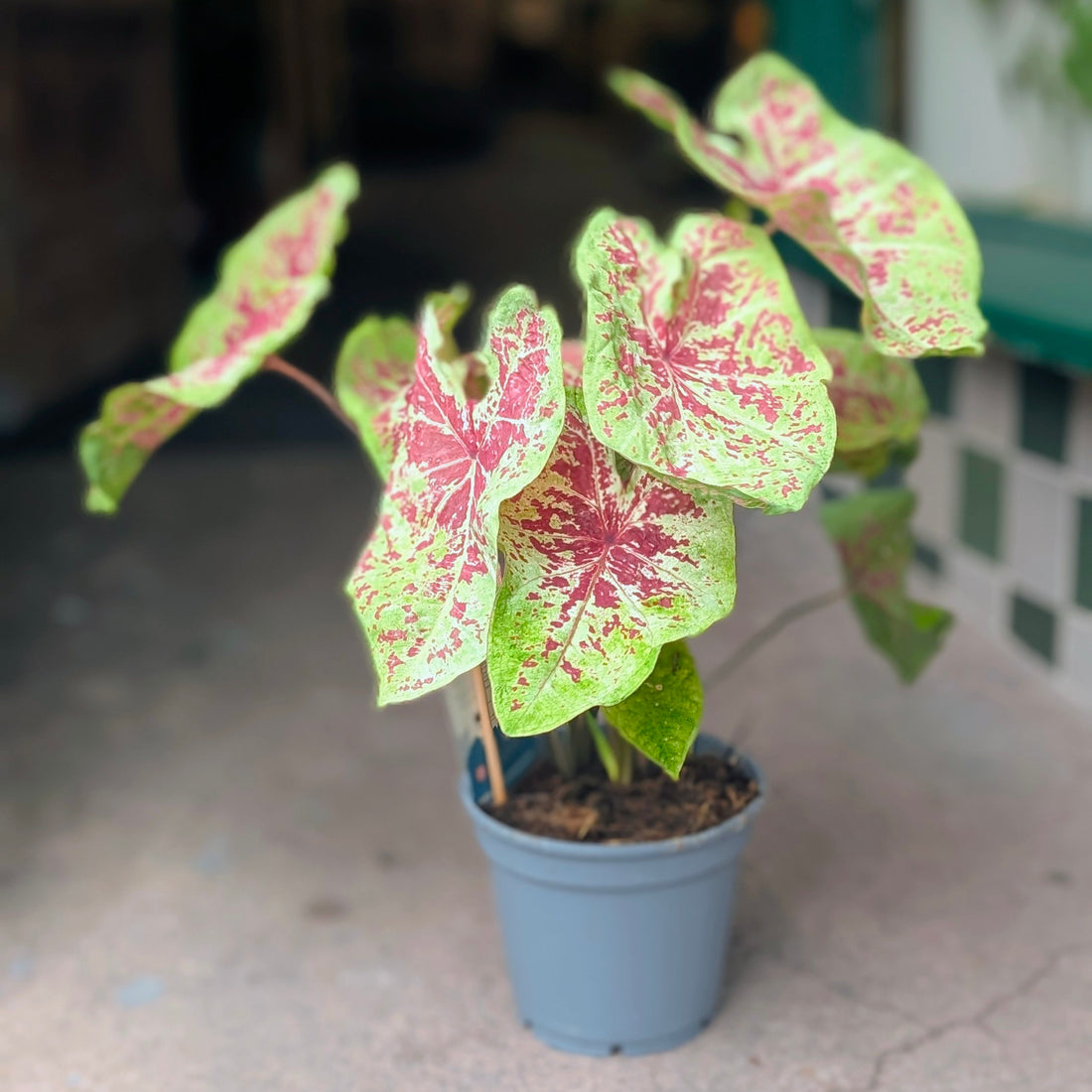 Caladium varieties (Elephant Ear/ Angel Wings)