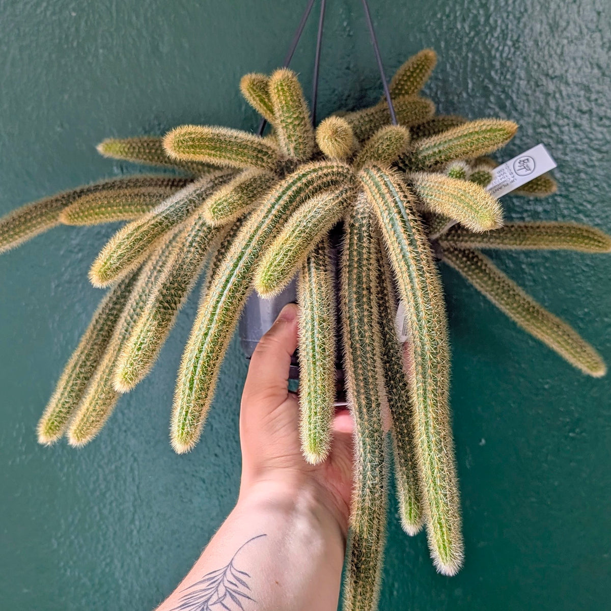 Cleistocactus winteri (Golden Rat Tail cactus)