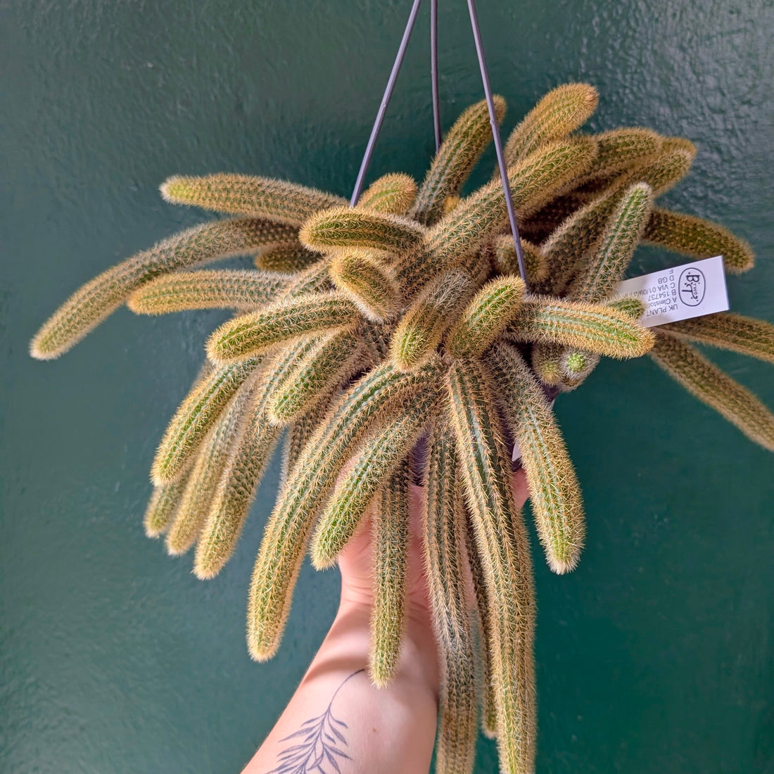 Cleistocactus winteri (Golden Rat Tail cactus)