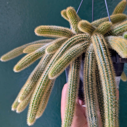 Cleistocactus winteri (Golden Rat Tail cactus)