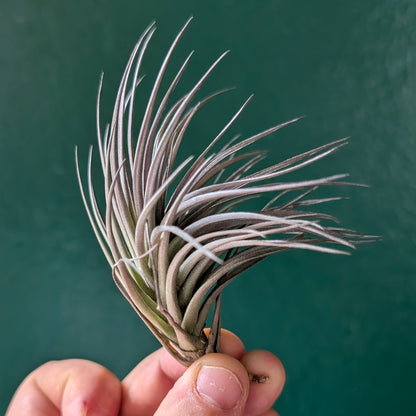 Tillandsia aeranthos (Air Plant)