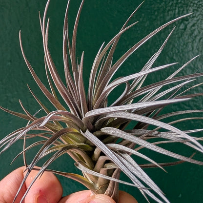 Tillandsia aeranthos (Air Plant)