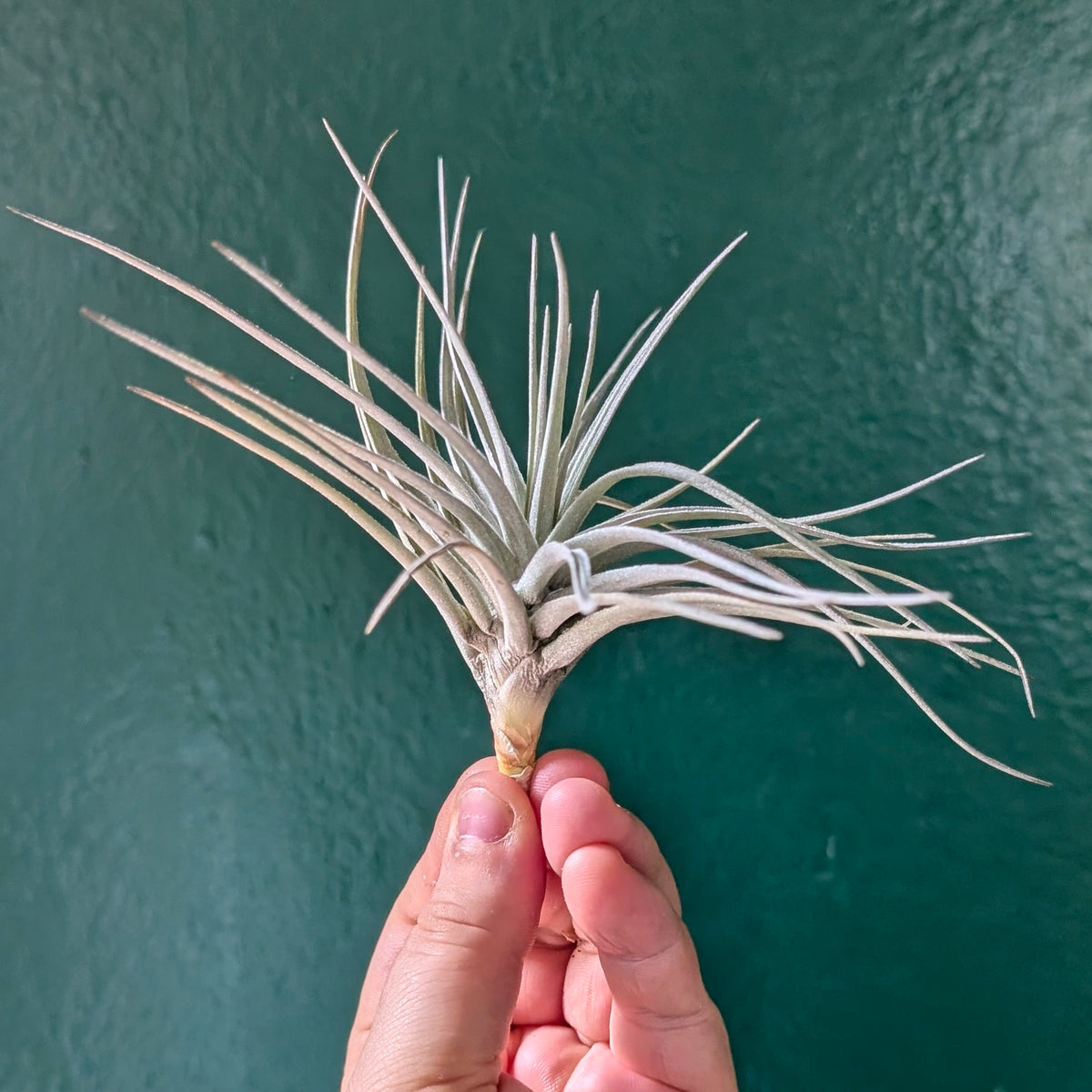 Tillandsia tenuifolia (Air Plant)