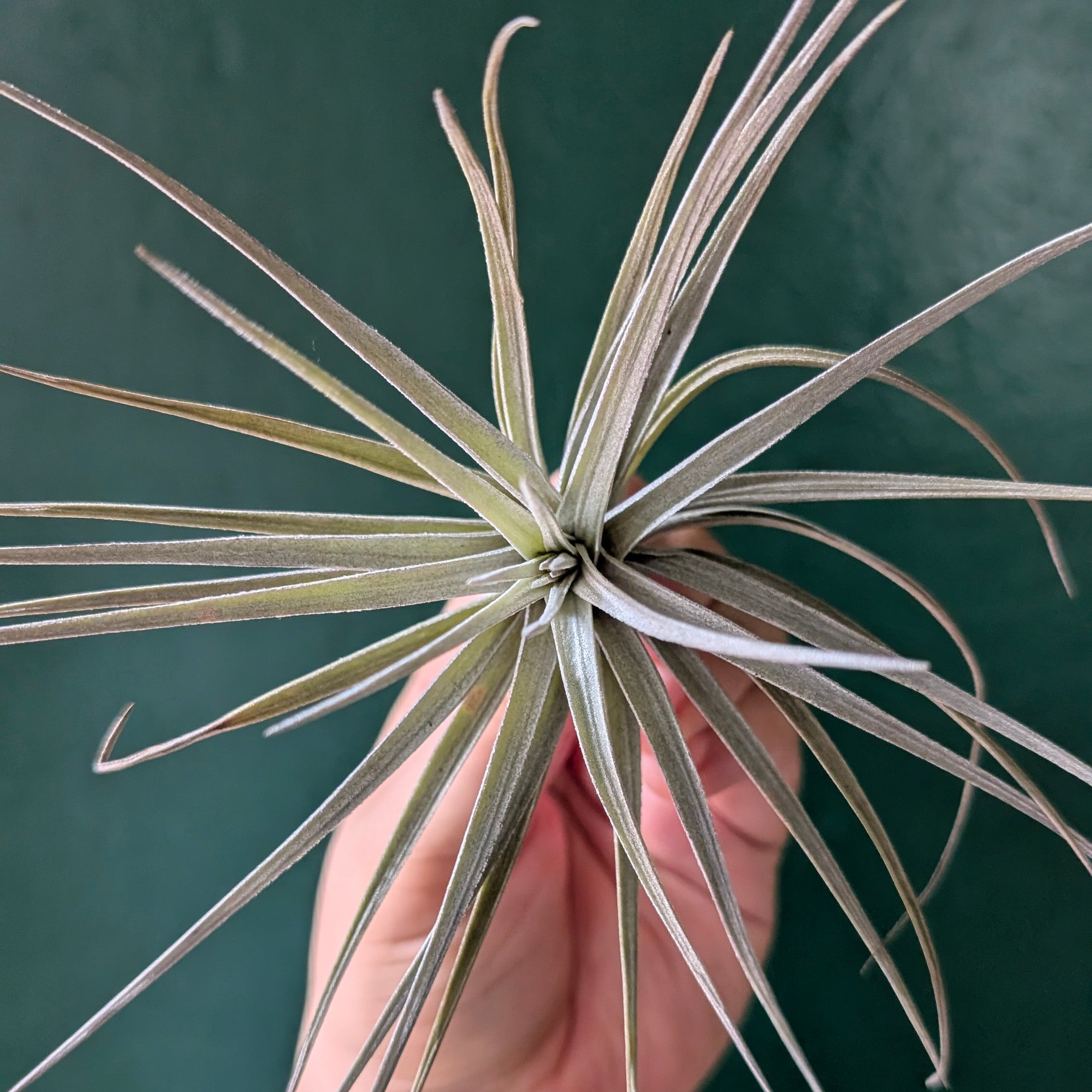 Tillandsia tenuifolia (Air Plant)