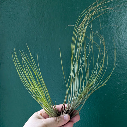 Tillandsia Juncifolia (Air Plant)